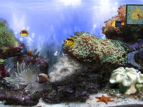 Small screenshot 1 of Anemone's Reef